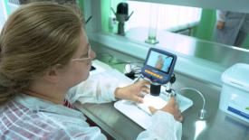 Учёные Вавиловского университета разработали интегрированную защиту сельхозкультур